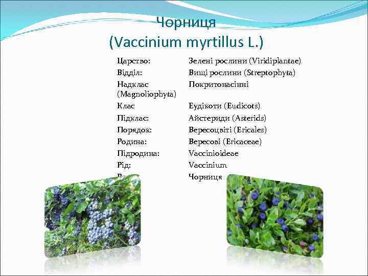 Чорниця (Vaccinium myrtillus L. ) Царство: Відділ: Надклас (Magnoliophyta) Клас Підклас: Порядок: Родина: Підродина: