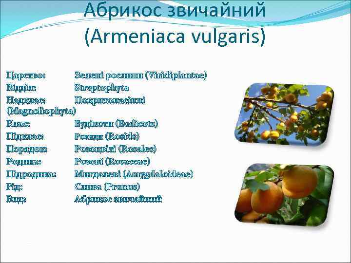 Абрикос звичайний (Armeniaca vulgaris) Царство: Зелені рослини (Viridiplantae) Відділ: Streptophyta Надклас: Покритонасінні (Magnoliophyta) Клас: