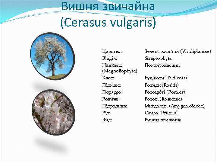 Вишня звичайна (Cerasus vulgaris) Царство: Відділ: Надклас: (Magnoliophyta) Клас: Підклас: Порядок: Родина: Підродина: Рід: