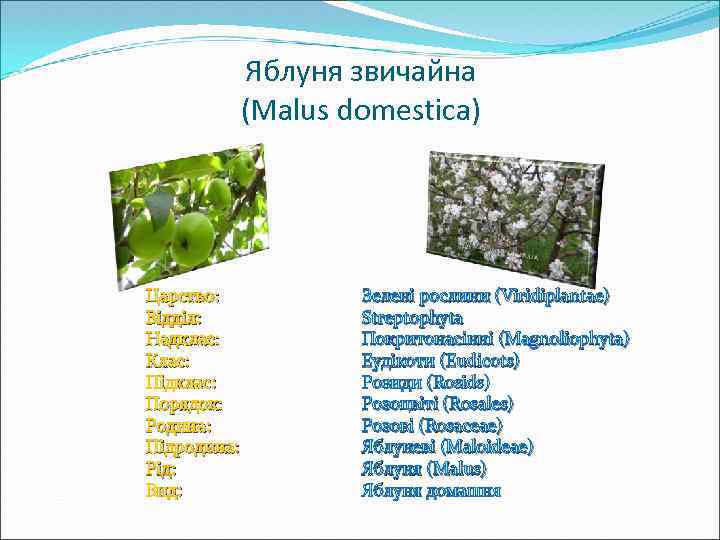 Яблуня звичайна (Malus domestica) Царство: Відділ: Надклас: Клас: Підклас: Порядок: Родина: Підродина: Рід: Вид:
