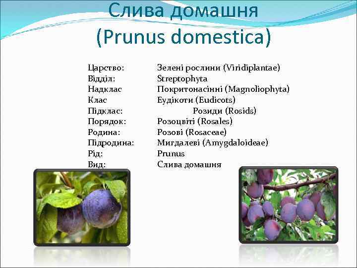 Слива домашня (Prunus domestica) Царство: Відділ: Надклас Клас Підклас: Порядок: Родина: Підродина: Рід: Вид: