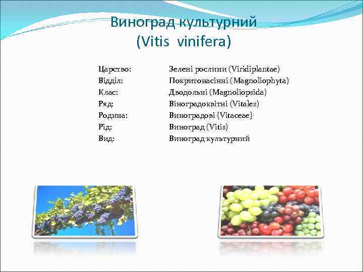 Виноград культурний (Vitis vinifera) Царство: Відділ: Клас: Ряд: Родина: Рід: Вид: Зелені рослини (Viridiplantae)