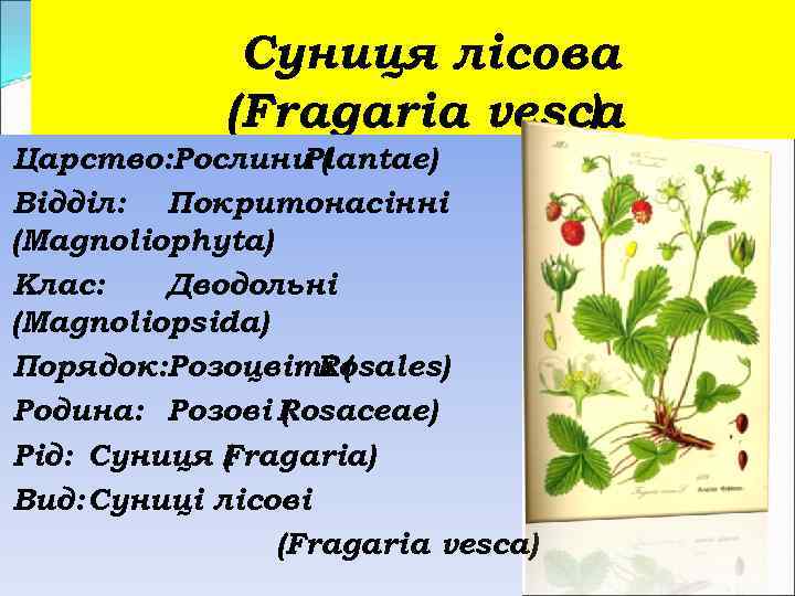 Суниця лісова (Fragaria vesca ) Царство: Рослини ( Plantae) Відділ: Покритонасінні (Magnoliophyta) Клас: Дводольні