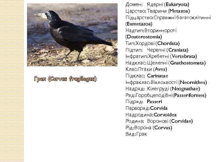 Грак (Corvus frugilegus) Домен: Ядерні (Eukaryota) Царство: Тварини (Metazoa) Підцарство: Справжні багатоклітинні (Eumetazoa) Надтип: