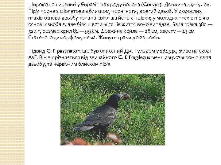 Широко поширений у Євразії птах роду ворона (Corvus). Довжина 45— 47 см. Пір'я чорне