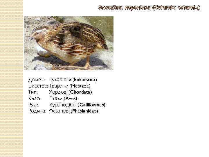 Звичайна перепілка (Coturnix coturnix) Домен: Еукаріоти (Eukaryota) Царство: Тварини (Metazoa) Тип: Хордові (Chordata) Клас: