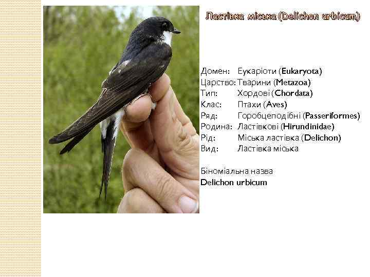 Ластівка міська (Delichon urbicum) Домен: Еукаріоти (Eukaryota) Царство: Тварини (Metazoa) Тип: Хордові (Chordata) Клас: