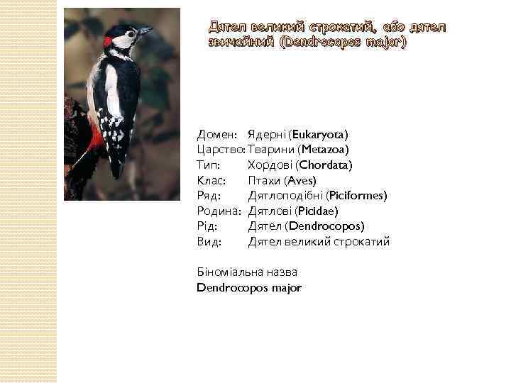 Дятел великий строкатий, або дятел звичайний (Dendrocopos major) Домен: Ядерні (Eukaryota) Царство: Тварини (Metazoa)