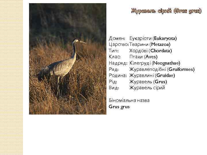 Журавель сірий (Grus grus) Домен: Еукаріоти (Eukaryota) Царство: Тварини (Metazoa) Тип: Хордові (Chordata) Клас: