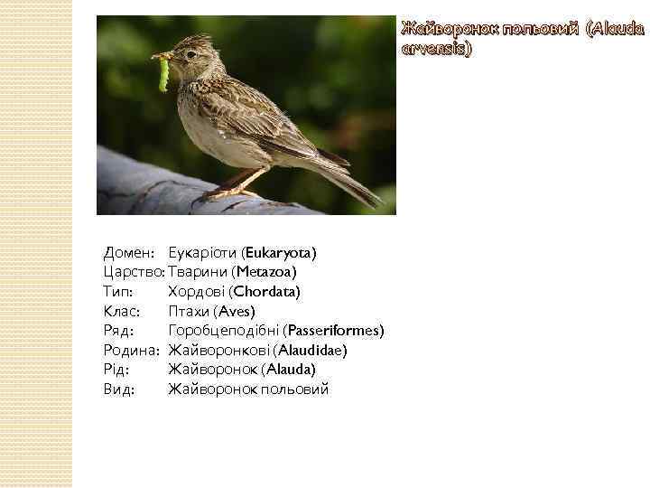 Жайворонок польовий (Alauda arvensis) Домен: Еукаріоти (Eukaryota) Царство: Тварини (Metazoa) Тип: Хордові (Chordata) Клас: