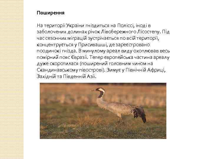 Поширення На території України гніздиться на Поліссі, іноді в заболочених долинах річок Лівобережного Лісостепу.