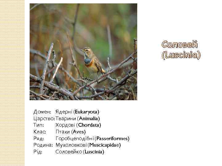 Соловей (Luscinia) Домен: Ядерні (Eukaryota) Царство: Тварини (Animalia) Тип: Хордові (Chordata) Клас: Птахи (Aves)