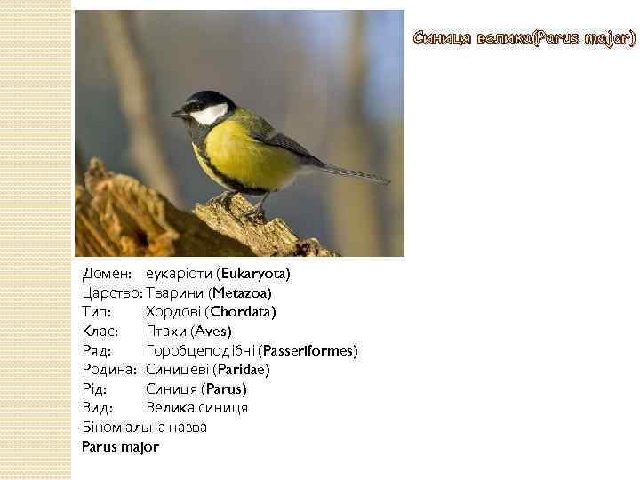 Синиця велика(Parus major) Домен: еукаріоти (Eukaryota) Царство: Тварини (Metazoa) Тип: Хордові (Chordata) Клас: Птахи