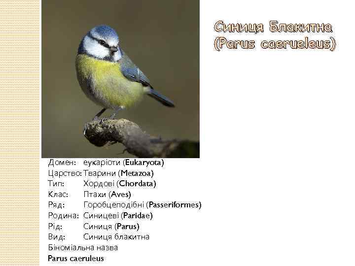 Синиця Блакитна (Parus caerueleus) Домен: еукаріоти (Eukaryota) Царство: Тварини (Metazoa) Тип: Хордові (Chordata) Клас:
