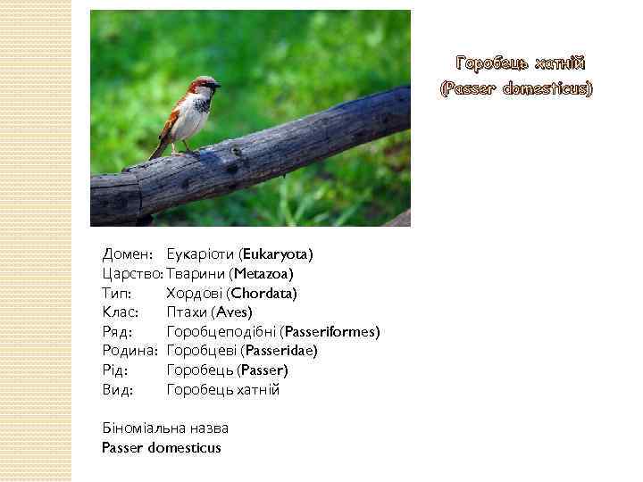Горобець хатній (Passer domesticus) Домен: Еукаріоти (Eukaryota) Царство: Тварини (Metazoa) Тип: Хордові (Chordata) Клас: