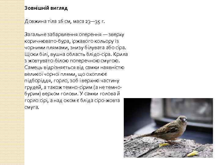 Зовнішній вигляд Довжина тіла 16 см, маса 23— 35 г. Загальне забарвлення оперення —