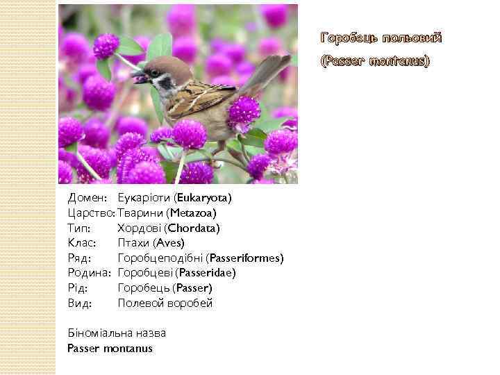 Горобець польовий (Passer montanus) Домен: Еукаріоти (Eukaryota) Царство: Тварини (Metazoa) Тип: Хордові (Chordata) Клас: