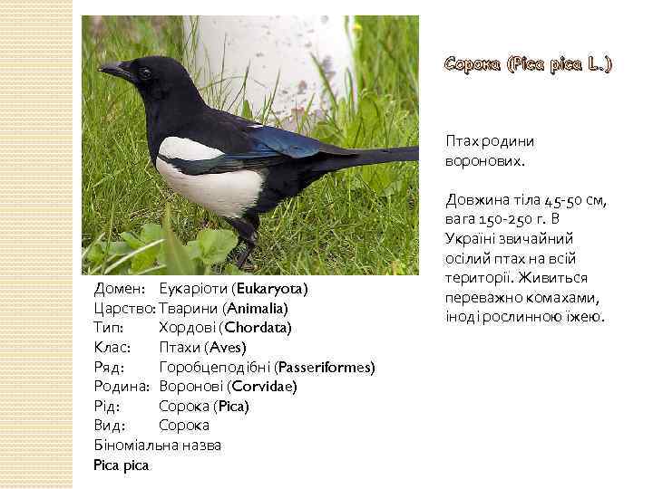 Сорока (Pica pica L. ) Птах родини воронових. Домен: Еукаріоти (Eukaryota) Царство: Тварини (Animalia)