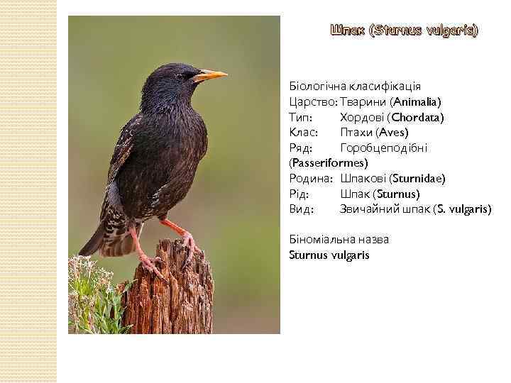 Шпак (Sturnus vulgaris) Біологічна класифікація Царство: Тварини (Animalia) Тип: Хордові (Chordata) Клас: Птахи (Aves)