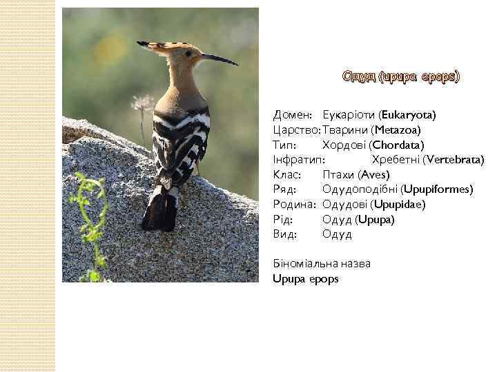 Одуд (upupa epops) Домен: Еукаріоти (Eukaryota) Царство: Тварини (Metazoa) Тип: Хордові (Chordata) Інфратип: Хребетні