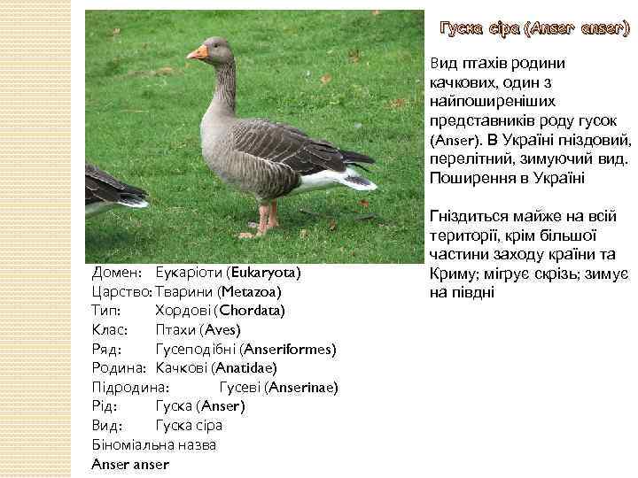 Гуска сіра (Anser anser) Вид птахів родини качкових, один з найпоширеніших представників роду гусок