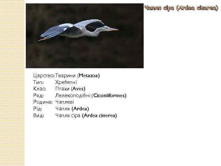 Чапля сіра (Ardea cinerea) Царство: Тварини (Metazoa) Тип: Хребетні Клас: Птахи (Aves) Ряд: Лелекоподібні