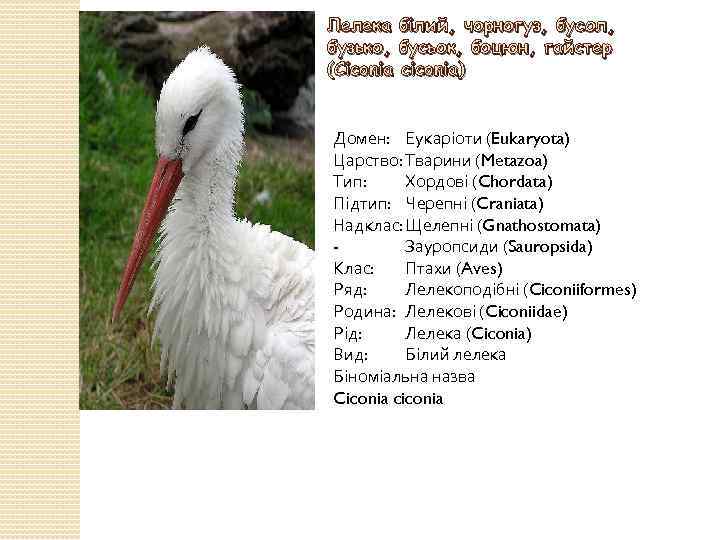Лелека білий, чорногуз, бусол, бузько, бусьок, боцюн, гайстер (Ciconia ciconia) Домен: Еукаріоти (Eukaryota) Царство: