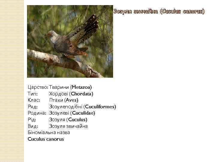 Зозуля звичайна (Cuculus canorus) Царство: Тварини (Metazoa) Тип: Хордові (Chordata) Клас: Птахи (Aves) Ряд:
