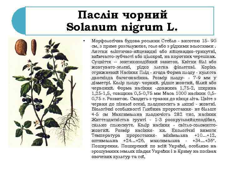 Паслін чорний Solanum nigrum L. • Морфологічна будова рослини Стебло - висотою 15 -