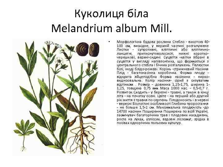 Куколиця біла Melandrium album Mill. • Морфологічна будова рослини Стебло - висотою 40100 см,