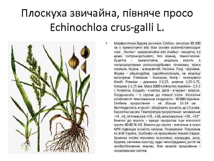 Плоскуха звичайна, півняче просо Echinochloa crus-galli L. • Морфологічна будова рослини. Стебло - висотою