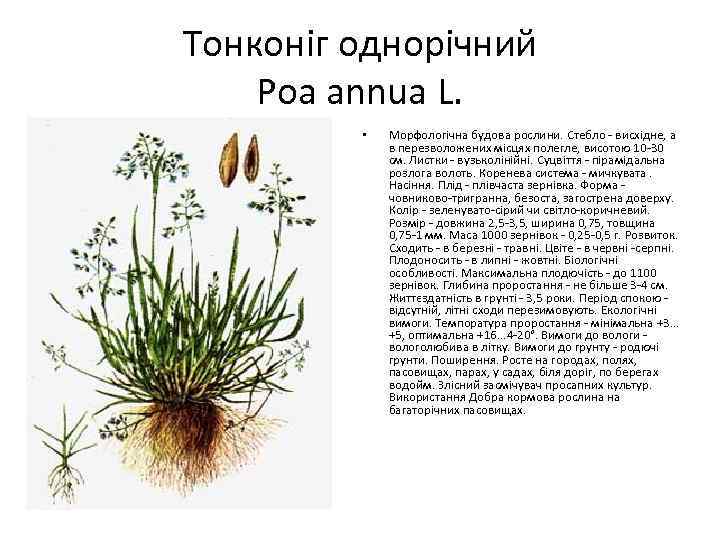 Тонконіг однорічний Poa annua L. • Морфологічна будова рослини. Стебло - висхідне, а в