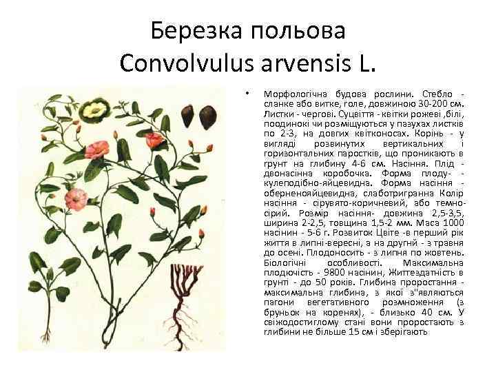 Березка польова Convolvulus arvensis L. • Морфологічна будова рослини. Стебло cлaнкe aбo виткe, roле,