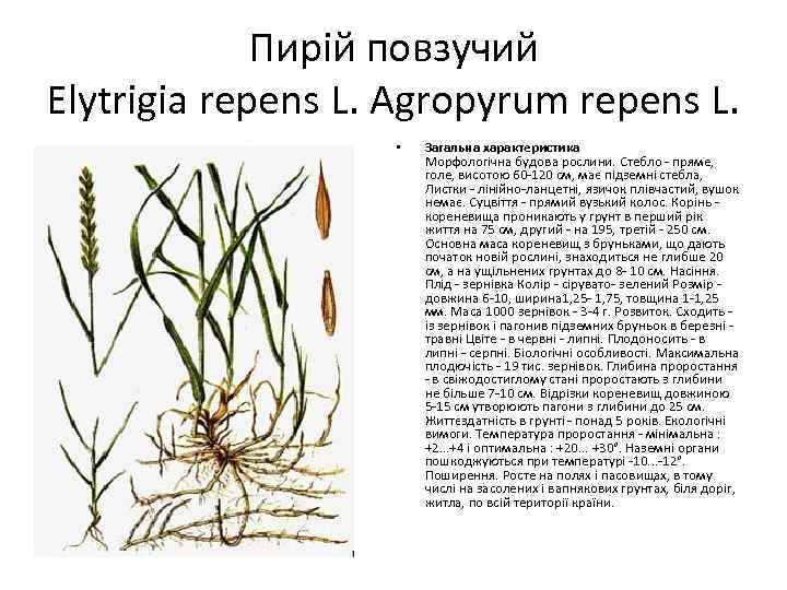 Пирій повзучий Elytrigia repens L. Agropyrum repens L. • Загальна характеристика Морфологічна будова рослини.