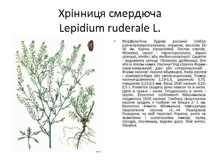 Хрінниця смердюча Lepidium ruderale L. • Морфологічна будова рослини Стебло розчепіренорозгалужене, опушене, висотою 1530