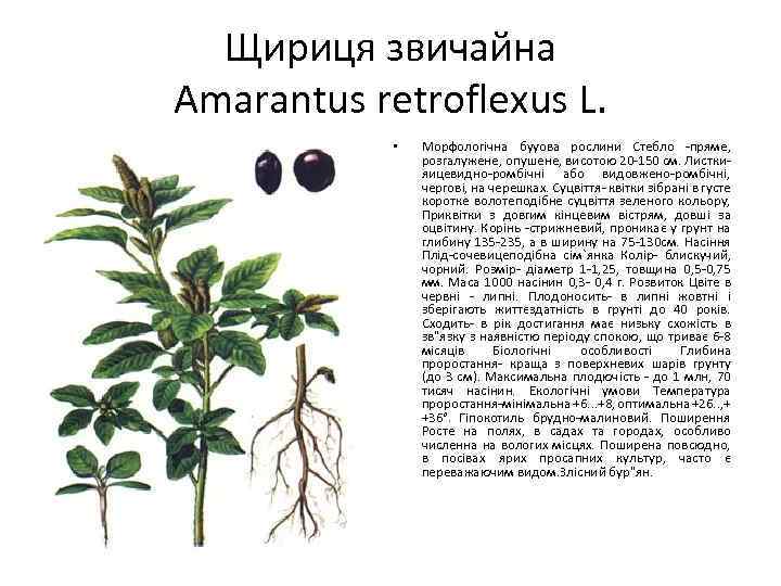 Щириця звичайна Amarantus retroflexus L. • Морфологічна бууова рослини Стебло -пряме, розгалужене, опушене, висотою