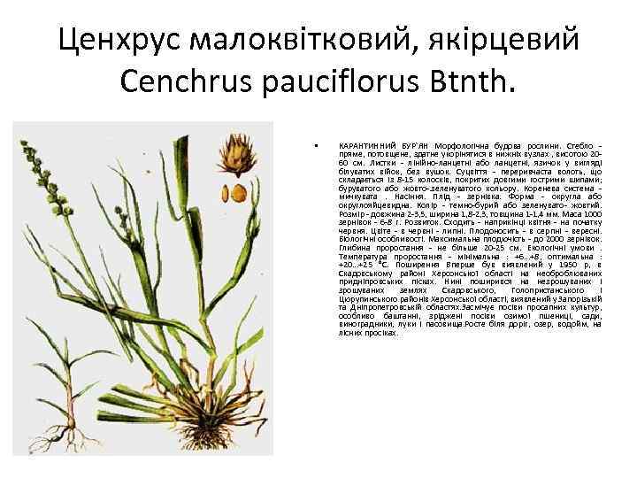 Ценхрус малоквітковий, якірцевий Cenchrus pauciflorus Btnth. • КАРАНТИННИЙ БУР`ЯН Морфологічна будова рослини. Стебло пряме,