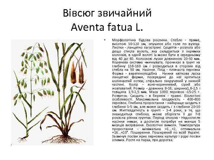 Вівсюг звичайний Aventa fatua L. • Морфологічна будова рослини. Стебло - пряме, висотою 30