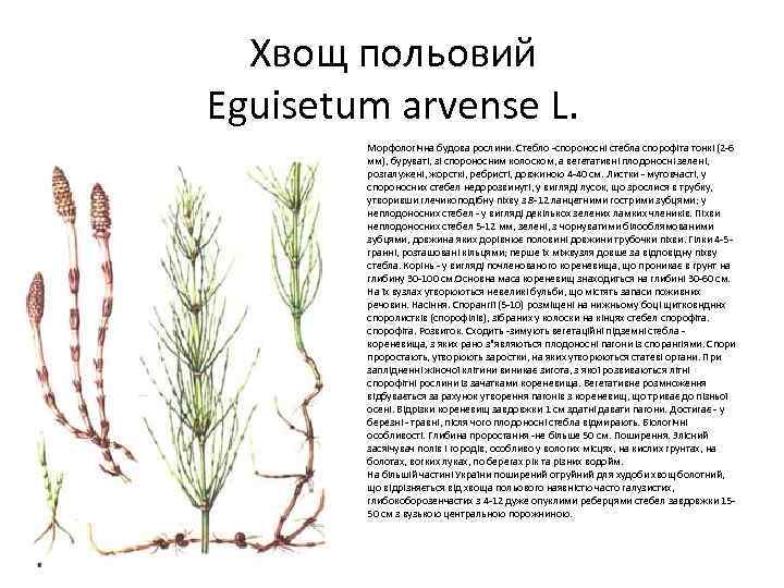 Хвощ польовий Eguisetum arvense L. • Морфологічна будова рослини. Стебло -спороносні стебла спорофіта тонкі