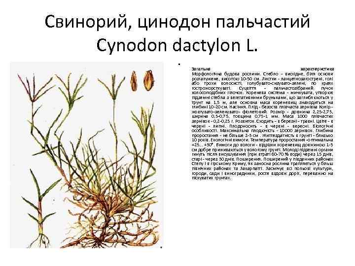 Свинорий, цинодон пальчастий Cynodon dactylon L. • Загальна характеристика Морфологічна будова рослини. Стебло -