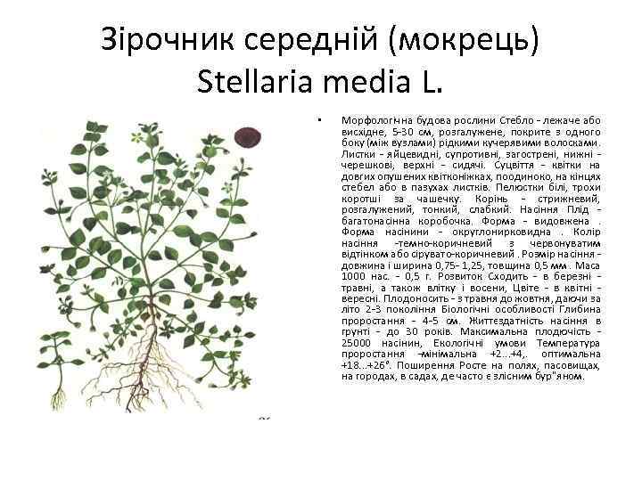 Зірочник середній (мокрець) Stellaria media L. • Морфологічна будова рослини Стебло - лежаче або