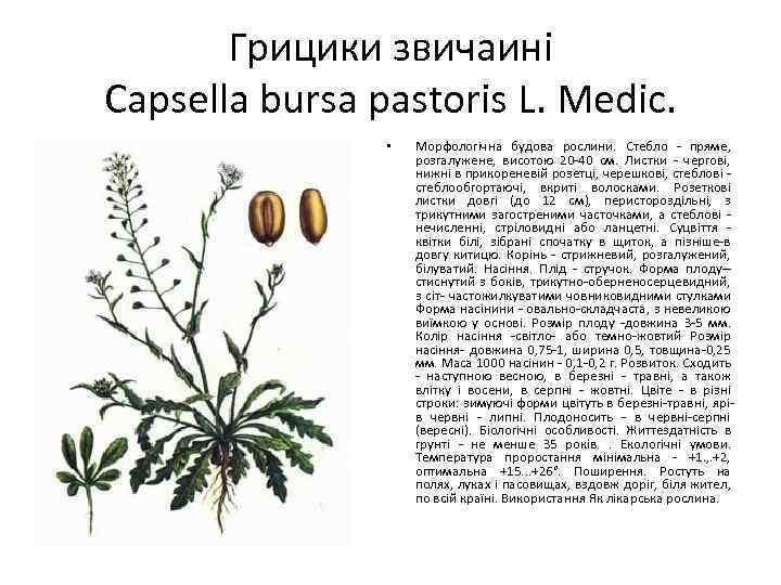 Грицики звичаині Capsella bursa pastoris L. Medic. • Морфологічна будова рослини. Стебло - пряме,