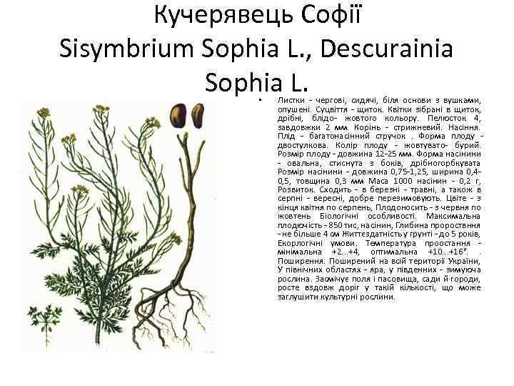 Кучерявець Cофії Sisymbrium Sophia L. , Descurainia Sophia L. • Листки - чергові, сидячі,