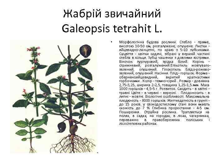 Жабрій звичайний Galeopsis tetrahit L. • Морфологічна будова рослини. Стебло - пряме, висотою 30