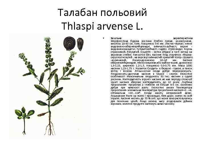 Талабан польовий Thlaspi arvense L. • Загальна характеристика Морфологічна будова рослини Стебло пряме, розгалужене,