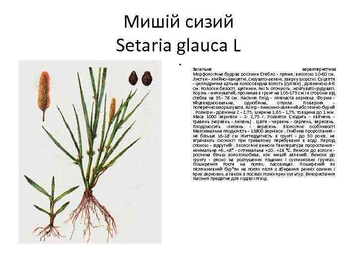 Мишій сизий Setaria glauca L • Загальна характеристика Морфологічна будова рослини Стебло - пряме,