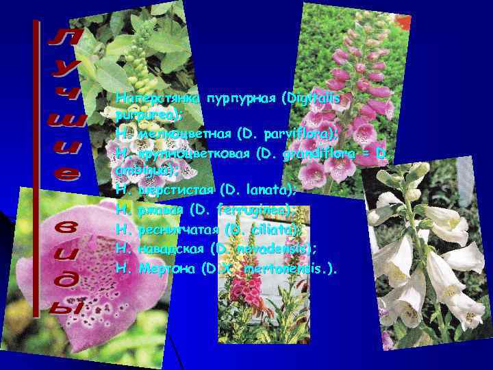 Наперстянка пурпурная (Digitalis purpurea); Н. мелкоцветная (D. parviflora); Н. крупноцветковая (D. grandiflora = D.