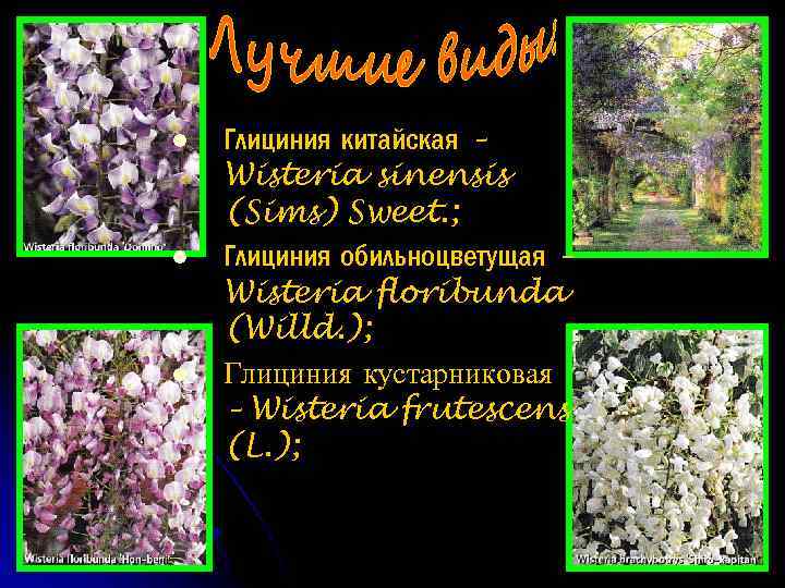 l l l Глициния китайская – Wisteria sinensis (Sims) Sweet. ; Глициния обильноцветущая –
