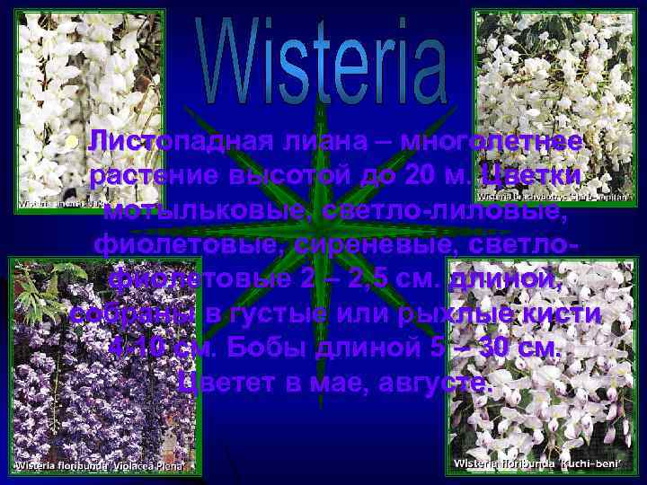 Листопадная лиана – многолетнее растение высотой до 20 м. Цветки мотыльковые, светло-лиловые, фиолетовые, сиреневые,