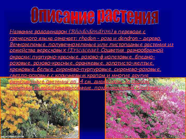 Название рододендрон (Rhododendron) в переводе с греческого языка означает: rhodon – роза и dendron